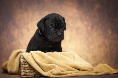 Şirin baston Corso Köpek Stüdyosu
