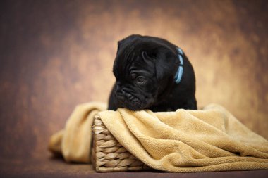Şirin baston Corso Köpek Stüdyosu