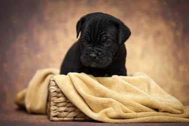 Şirin baston Corso Köpek Stüdyosu