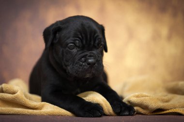 Şirin baston Corso Köpek Stüdyosu