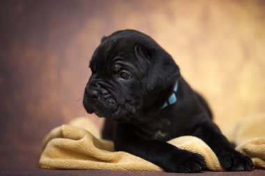 Şirin baston Corso Köpek Stüdyosu