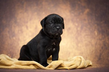 Şirin baston Corso Köpek Stüdyosu
