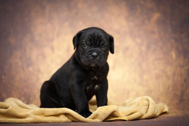 Şirin baston Corso Köpek Stüdyosu