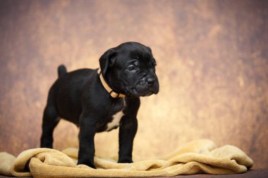 Şirin baston Corso Köpek Stüdyosu