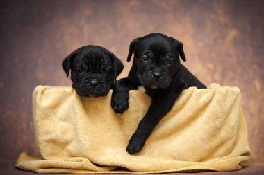 Şirin Köpek Çubuğu Corso.