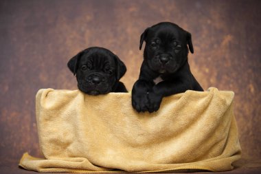 Şirin, küçük siyah köpek yavruları.