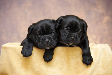 Şirin, küçük siyah köpek yavruları.