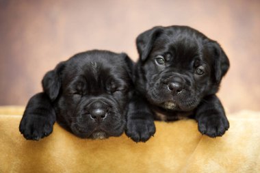 Şirin, küçük siyah köpek yavruları.