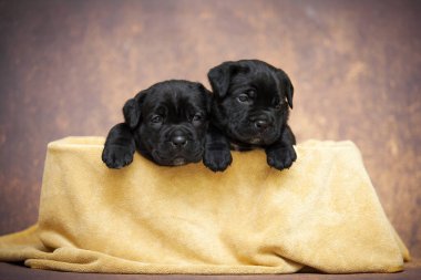 Şirin, küçük siyah köpek yavruları.