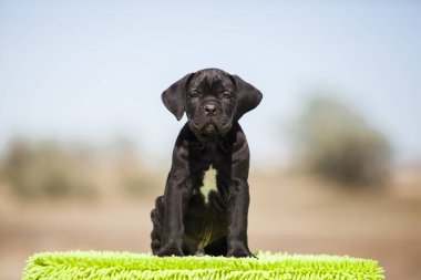 Şirin baston Corso Köpek Stüdyosu