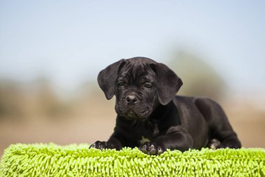 Şirin baston Corso Köpek Stüdyosu