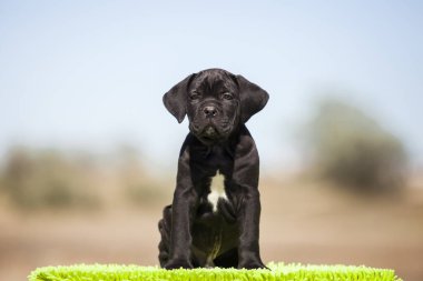 Şirin baston Corso Köpek Stüdyosu