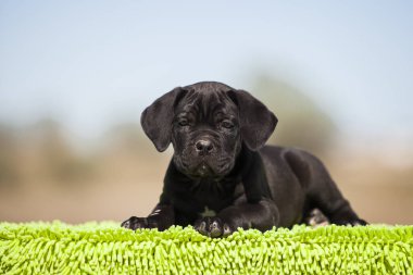 Şirin baston Corso Köpek Stüdyosu