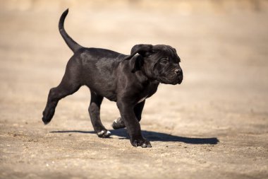 Şirin baston Corso Köpek Stüdyosu