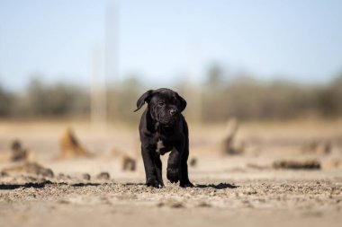 Şirin baston Corso Köpek Stüdyosu