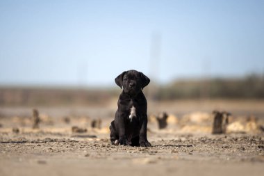 Şirin baston Corso Köpek Stüdyosu