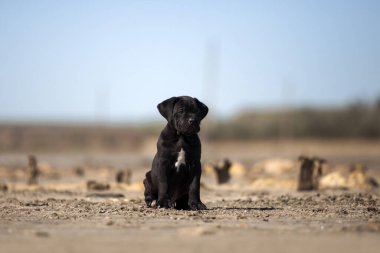 Şirin baston Corso Köpek Stüdyosu