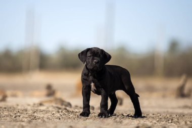 Şirin baston Corso Köpek Stüdyosu