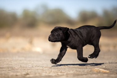 Şirin baston Corso Köpek Stüdyosu