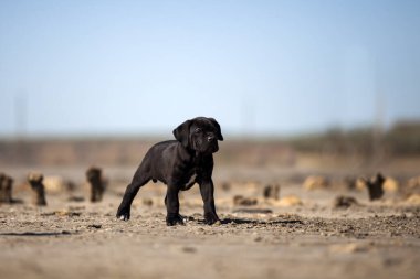 Şirin baston Corso Köpek Stüdyosu