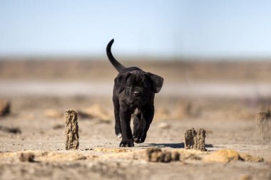 Şirin baston Corso Köpek Stüdyosu