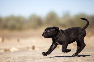 Şirin baston Corso Köpek Stüdyosu