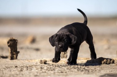 Şirin baston Corso Köpek Stüdyosu