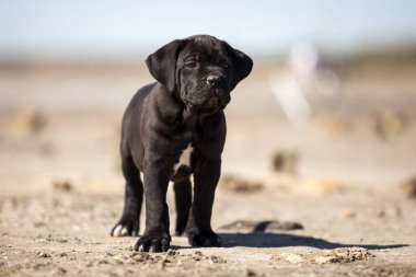 Şirin baston Corso Köpek Stüdyosu