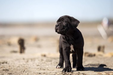 Şirin baston Corso Köpek Stüdyosu