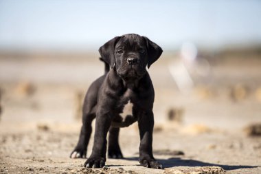 Şirin baston Corso Köpek Stüdyosu