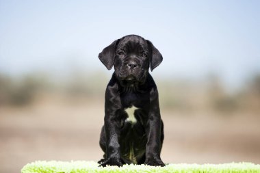 Şirin baston Corso Köpek Stüdyosu