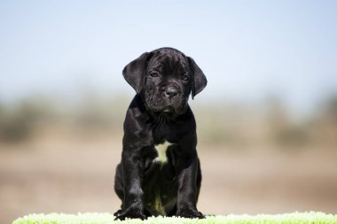 Şirin baston Corso Köpek Stüdyosu