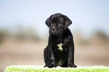 Şirin baston Corso Köpek Stüdyosu