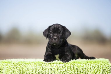 Şirin baston Corso Köpek Stüdyosu