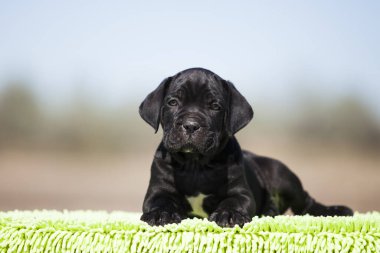 Şirin baston Corso Köpek Stüdyosu