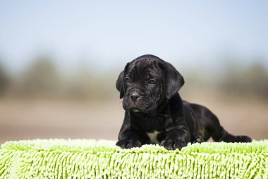 Şirin baston Corso Köpek Stüdyosu