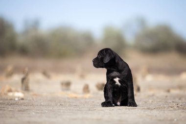 Şirin baston Corso Köpek Stüdyosu