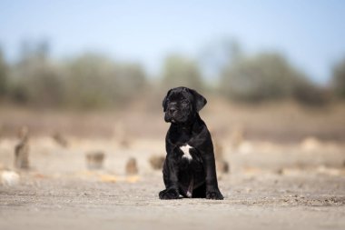 Şirin baston Corso Köpek Stüdyosu