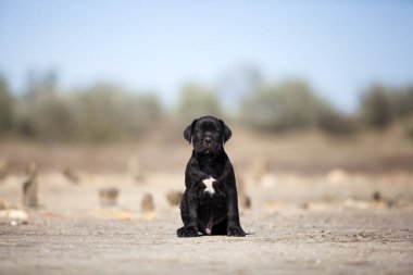 Şirin baston Corso Köpek Stüdyosu