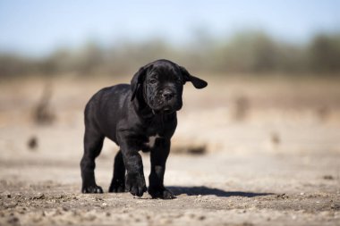 Şirin baston Corso Köpek Stüdyosu