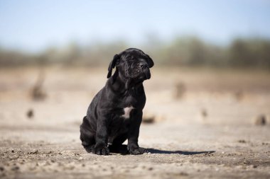 Şirin baston Corso Köpek Stüdyosu
