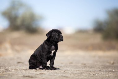 Şirin baston Corso Köpek Stüdyosu
