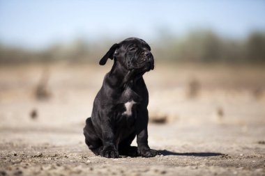 Şirin baston Corso Köpek Stüdyosu