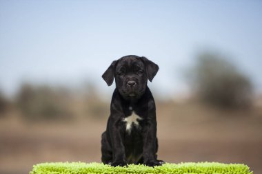 Şirin baston Corso Köpek Stüdyosu