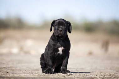 Şirin baston Corso Köpek Stüdyosu