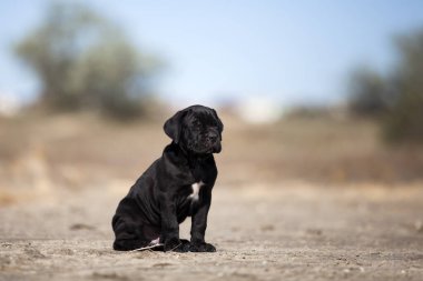 Şirin baston Corso Köpek Stüdyosu