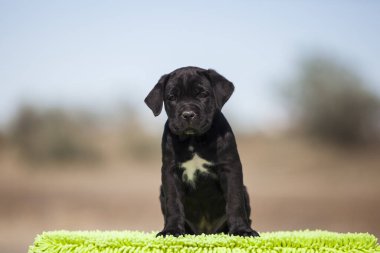 Şirin baston Corso Köpek Stüdyosu