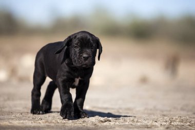 Şirin baston Corso Köpek Stüdyosu