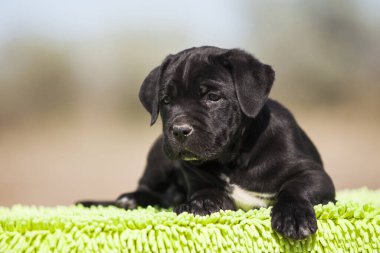 Şirin baston Corso Köpek Stüdyosu