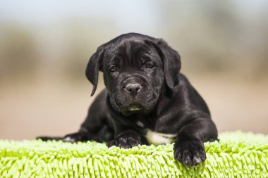 Şirin baston Corso Köpek Stüdyosu